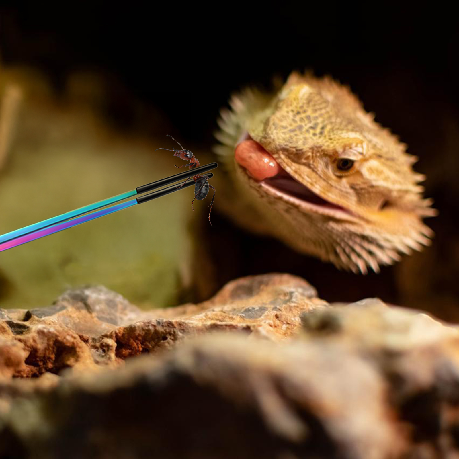 Reptile Feeding Tweezers Pet F - مراجعة Aquarium Plant Nutrients وسعره