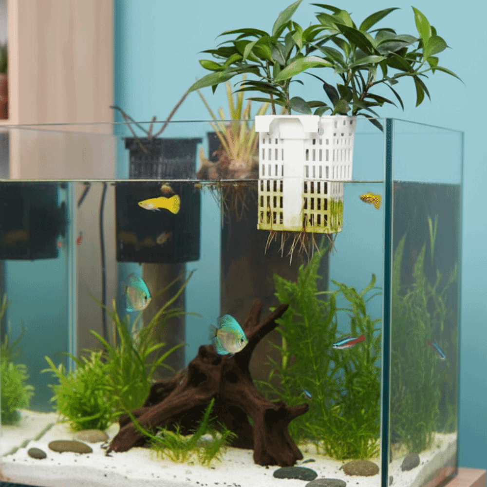 Wall Hanging Aquatic Plant Hol - مراجعة Aquarium Planted Wall وسعره