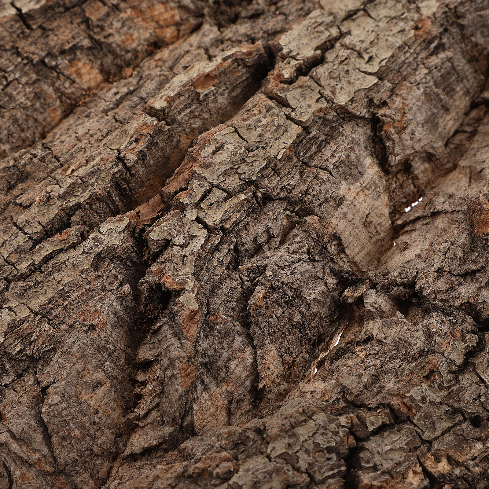 Natural Cork Bark Background B - مراجعة Aquarium Planted Wall وسعره
