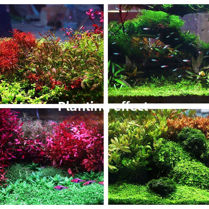 SYSENCIAGA Planted Aquarium Su - مراجعة Aquarium Planted Tank Soil وسعره