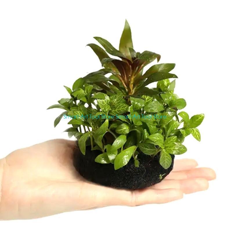E1PB Nutrient Rich Resin Subst - مراجعة Aquarium Plant Nutrients وسعره