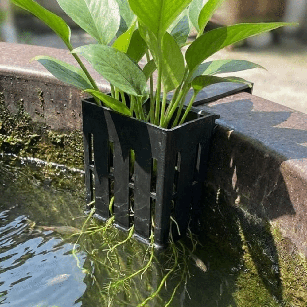 Wall-Mounted Aquarium Plant Ba - مراجعة Aquarium Planted Wall وسعره