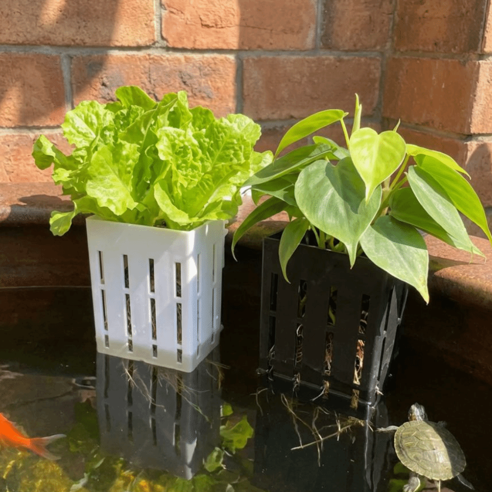 Wall-Mounted Aquarium Plant Ba - مراجعة Aquarium Planted Wall وسعره