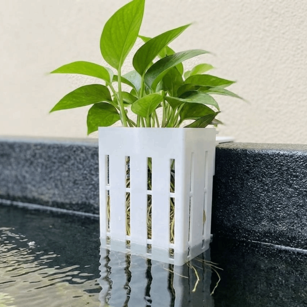 Wall-Mounted Aquarium Plant Ba - مراجعة Aquarium Planted Wall وسعره
