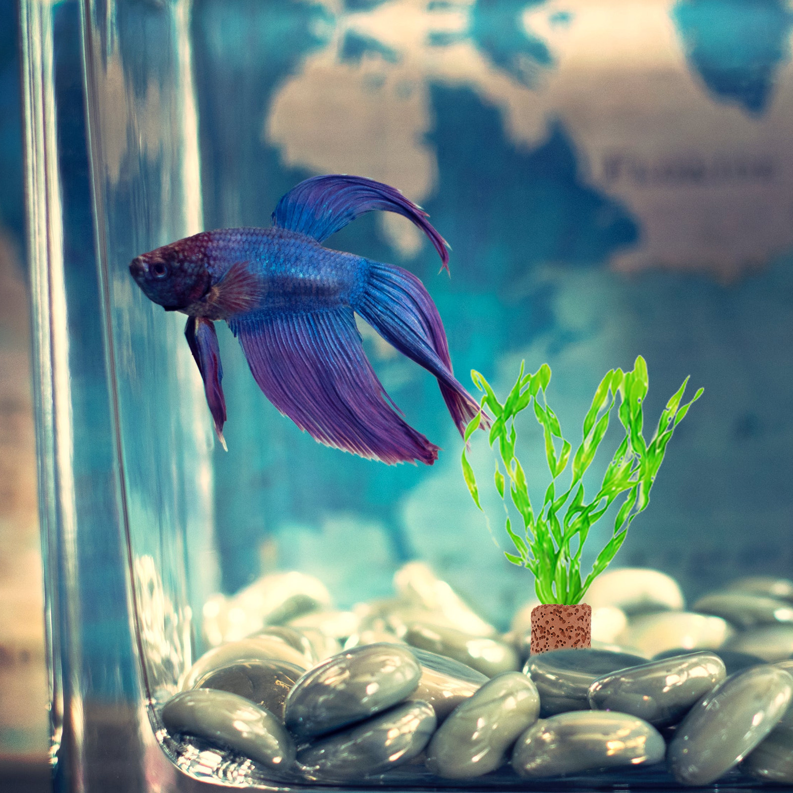 10Pcs Sturdy Water Plant Fixed - مراجعة Aquarium For Planted Tank وسعره