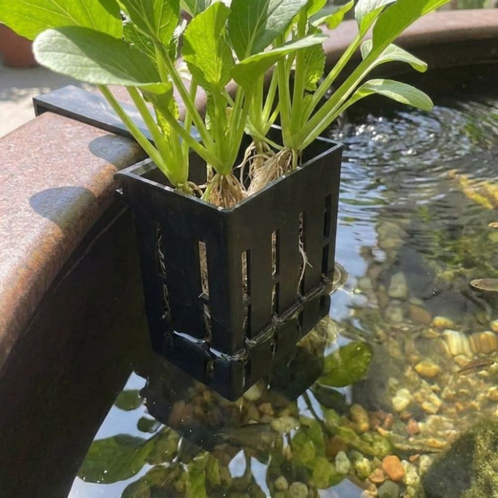 Wall-Mounted Aquarium Plant Ba - مراجعة Aquarium Planted Wall وسعره
