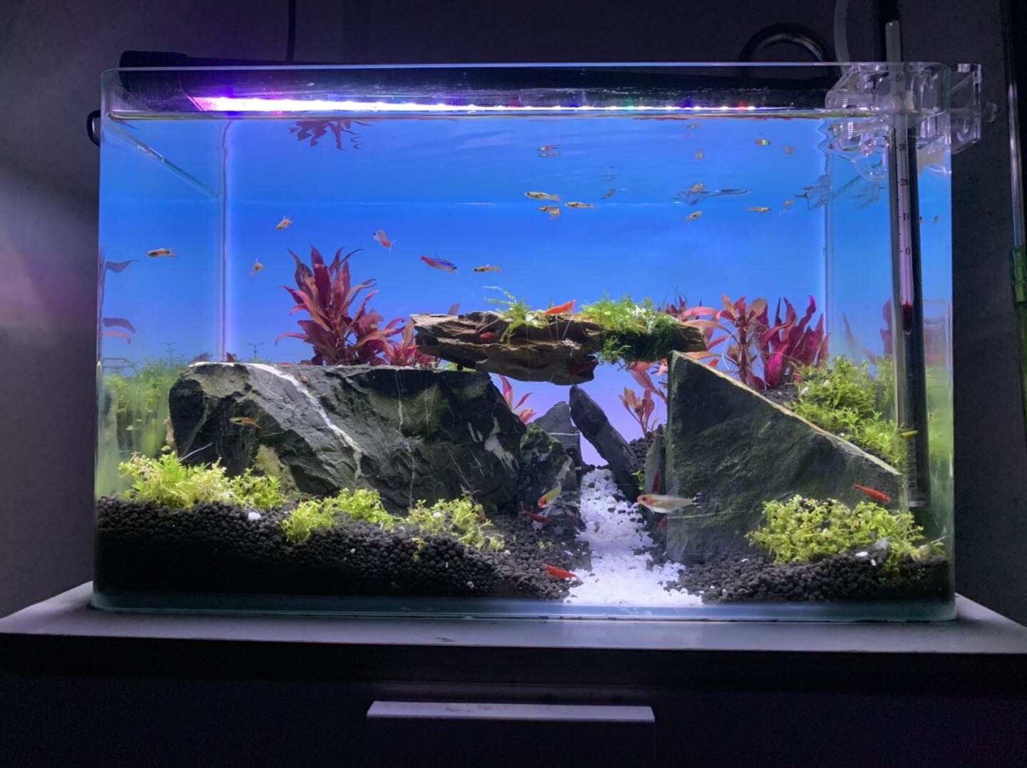 Best Selling Light Emitting Di - مراجعة Planted Aquarium Best Fish وسعره