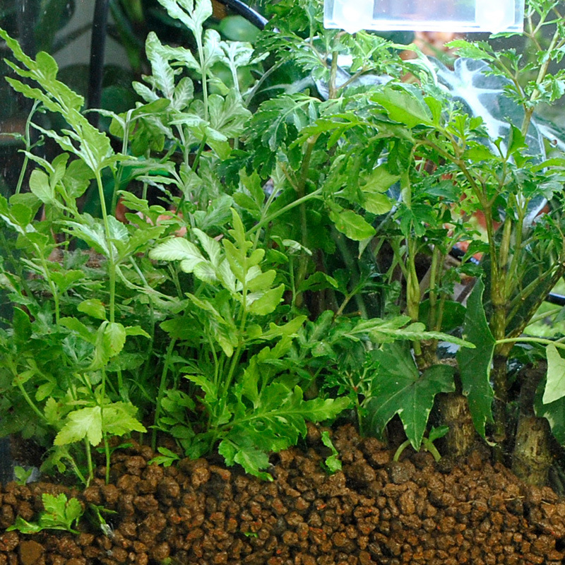 WAJABABY Akadama Soil - Natura - مراجعة Aquarium Plant Nutrients وسعره